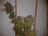 20120806204346.jpg