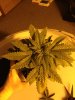 18 days old birds eye.jpg