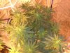 Day6 M.M. Blue Cheese.JPG