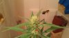 IMAG0397.jpg