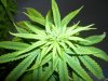 pot441 010.jpg pot441 010.jpg