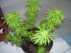 pot441 009.jpg pot441 009.jpg