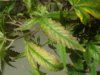 DSC00955.jpg