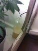IMG_20120820_213622.jpg
