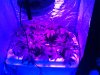 Plants under the IR LED UFO lamp.jpg