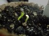Cotyledon-Taproot, Bubblelicious 1.jpg