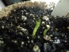 Cotyledon-Taproot, Bubblelicious 2.jpg
