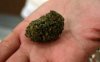 MEDMARIJUANA.JPG MEDMARIJUANA.JPG