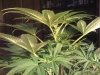 IMG_0196.jpg