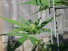 first grow 118.jpg