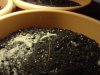 newbies 002.jpg