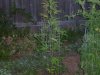 first grow 178.jpg