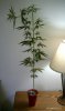 IMAG0497.jpg