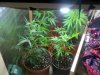 IMG-20120804-01874.jpg