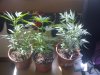 IMG-20120809-01881.jpg