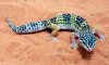 pet-leopard-gecko.jpg