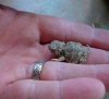 babytoad.jpg