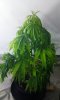 IMAG0746.jpg