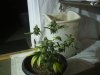 DSCF3431.jpg