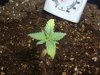 7 Day Since Pot.jpg