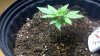 13 Day Since Pot.jpg
