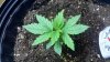 13 Day Since Pot 2.jpg