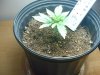15 Days Since Pot.jpg