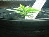 15 Days Since Pot 2.jpg