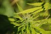 S1, P1, Bud4.jpg