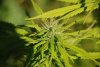 S1, P1, Bud7.jpg