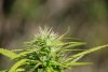 S1,P2,Bud 2.jpg