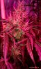 thegrow0231.jpg
