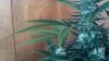 2012-08-28_11-06-13_449.jpg 2012-08-28_11-06-13_449.jpg