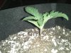 BB day 8 #2.jpg