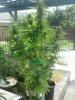 MMJ   .jpeg