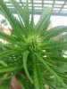 MMJ  .jpeg