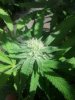 MMJ1.jpeg