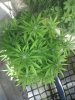MMJ3.jpeg