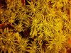 chrystal 2 - 3 weeks  flowering 009.jpg