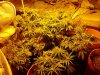chrystal 2 - 3 weeks  flowering 008.jpg