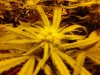 chrystal 2 - 3 weeks  flowering 007.jpg