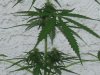 new plants 2 002.jpg