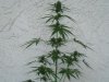 new plants 2 005.jpg
