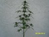 new plants 2 007.jpg