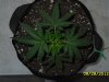 new plants 2 003.jpg
