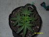 new plants 2 001.jpg