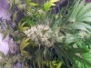 blue cheese soil.jpg blue cheese soil.jpg