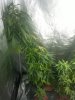 IMG_20120829_141721.jpg