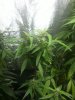 IMG_20120829_141808.jpg