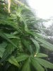 IMG_20120829_141855.jpg